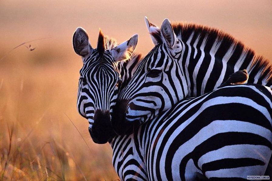 серия Африка - животные, зебры - оригинал