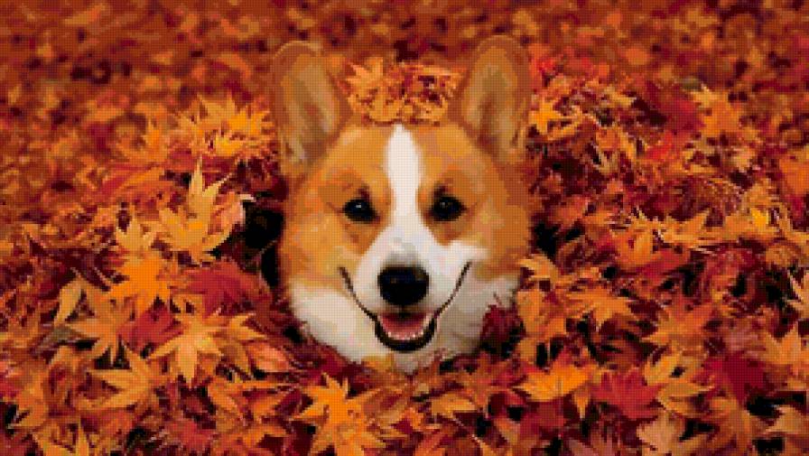 Осень - радость, собака, осень, листья - предпросмотр
