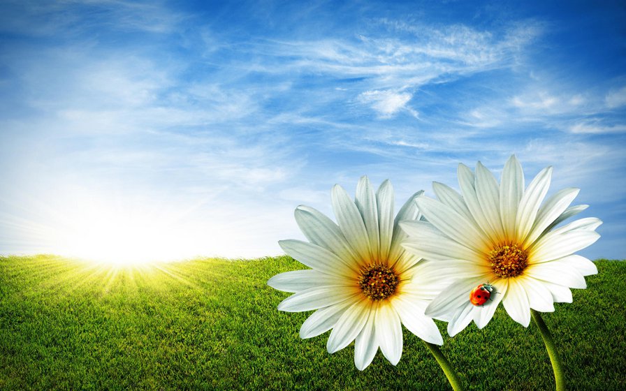 Солнце - природа, цветы, солнце, ромашки - оригинал