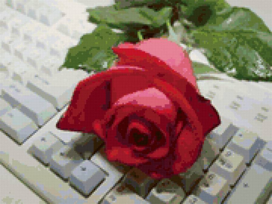 Роза на клавиатуре - предпросмотр
