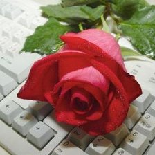 Оригинал схемы вышивки «Роза на клавиатуре» (№133590)