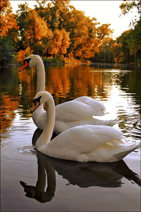 лебеди - пейзаж, птицы, лебеди, осень, природа, озеро - оригинал