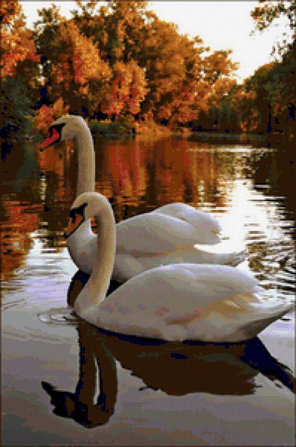 лебеди - осень, озеро, пейзаж, лебеди, природа, птицы - предпросмотр