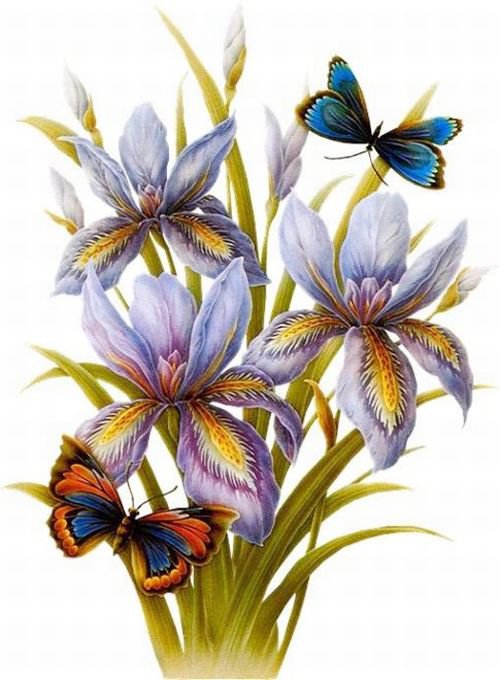 Ирисы и бабочки - нежные лепестки, весенние цветы, ирис, ирисы, цветы, бабочки - оригинал