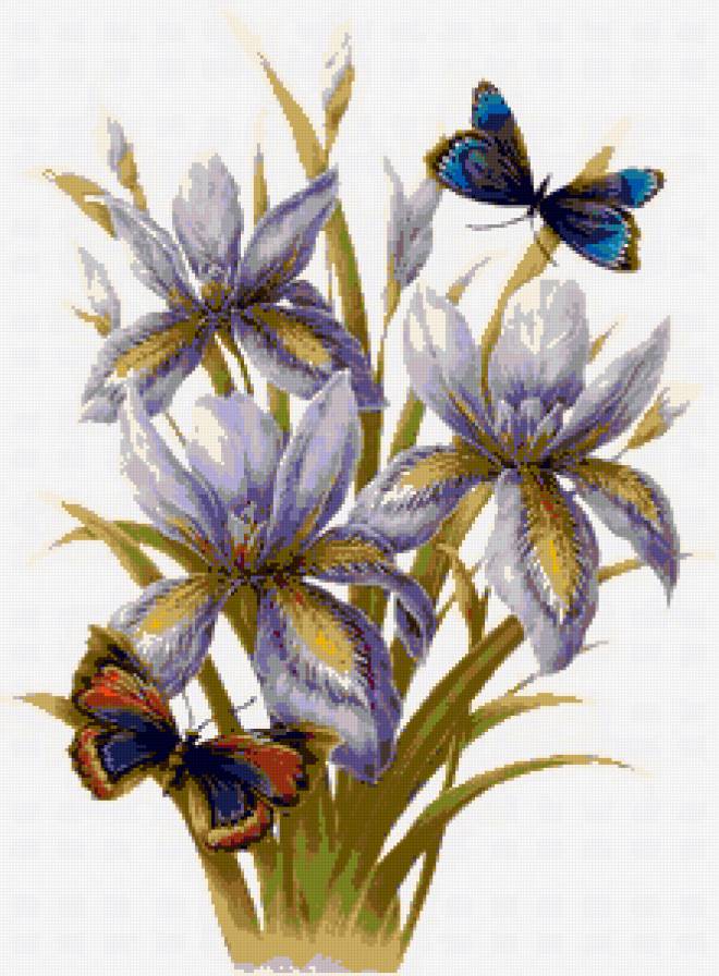 Ирисы и бабочки - бабочки, ирис, весенние цветы, ирисы, нежные лепестки, цветы - предпросмотр
