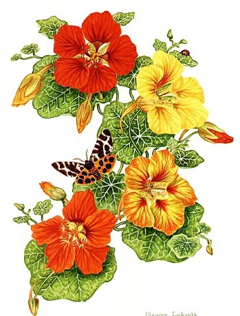 Настурция и бабочки - бабочка, цветы, флор, настурция, цветы и бабочки, бабочки, панно - оригинал