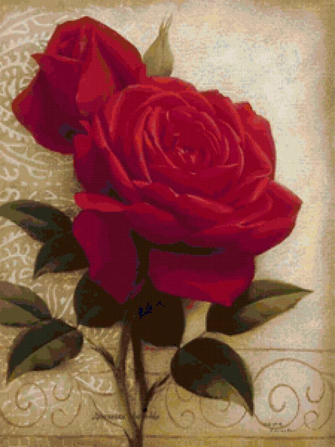 Розы - лепестки, душистые розы, роза, цветы, букет, розы - предпросмотр