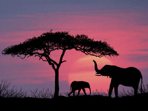 Закат в Африке - слон, африка, дерево, пейзаж, слоны, закат, природа - оригинал
