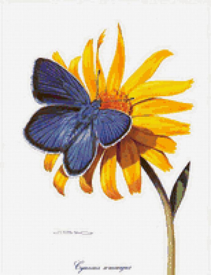 бабочка - насекомые, цветы, бабочки, природа, цветок - предпросмотр