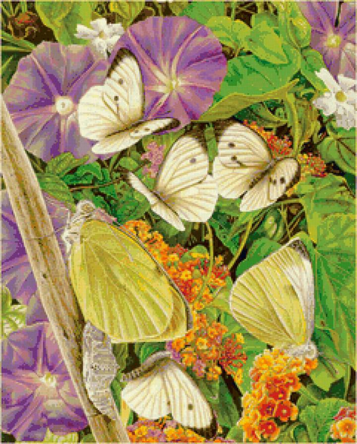 бабочки - мотылек, цветы, бабочка, природа, насекомые - предпросмотр