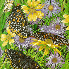 Оригинал схемы вышивки «бабочки» (№134452)