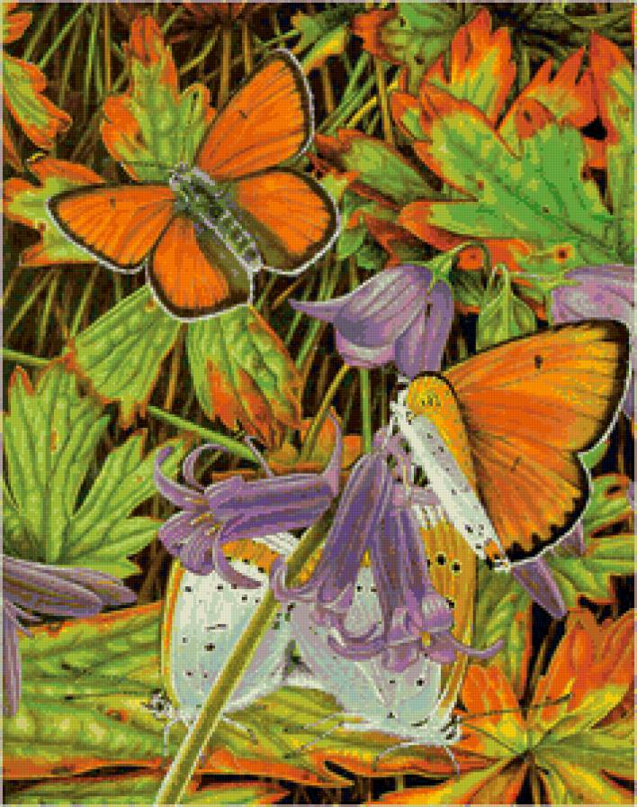 бабочки - насекомые, мотылек, бабочка, цветы, природа - предпросмотр