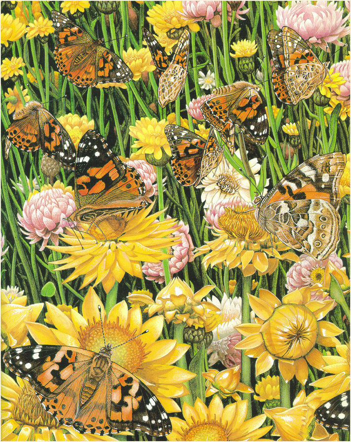 бабочки - природа, бабочка, насекомые, цветы, мотылек - оригинал