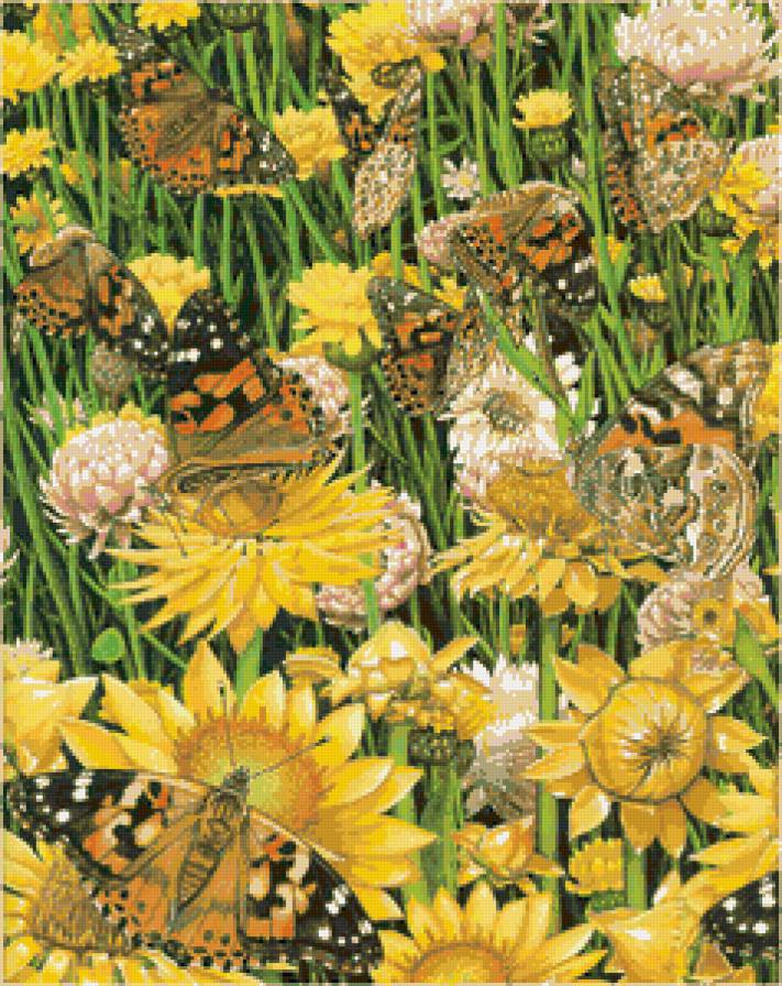 бабочки - мотылек, природа, бабочка, насекомые, цветы - предпросмотр