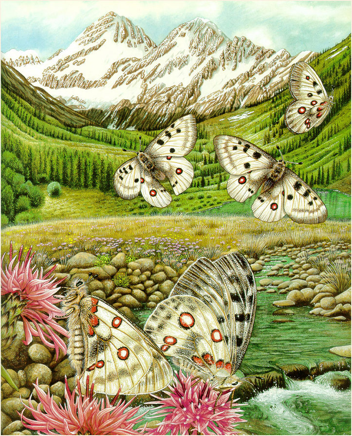бабочки - горы, цветы, красота, природа, насекомые, бабочка, вода, мотылек - оригинал