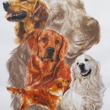 Схема вышивки «Серия "Породы собак. Лабрадор"»