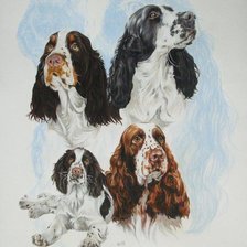 Схема вышивки «Серия "Породы собак. Английский коккер-спаниель"»