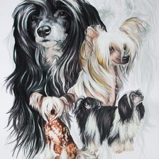 Оригинал схемы вышивки «Серия "Породы собак. Китайская хохлатая"» (№134519)