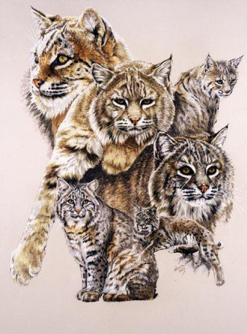 Серия "Большие кошки" - животные, кошки, рыси - оригинал