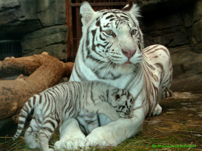 №134705 - белый тигр, тигренок - оригинал