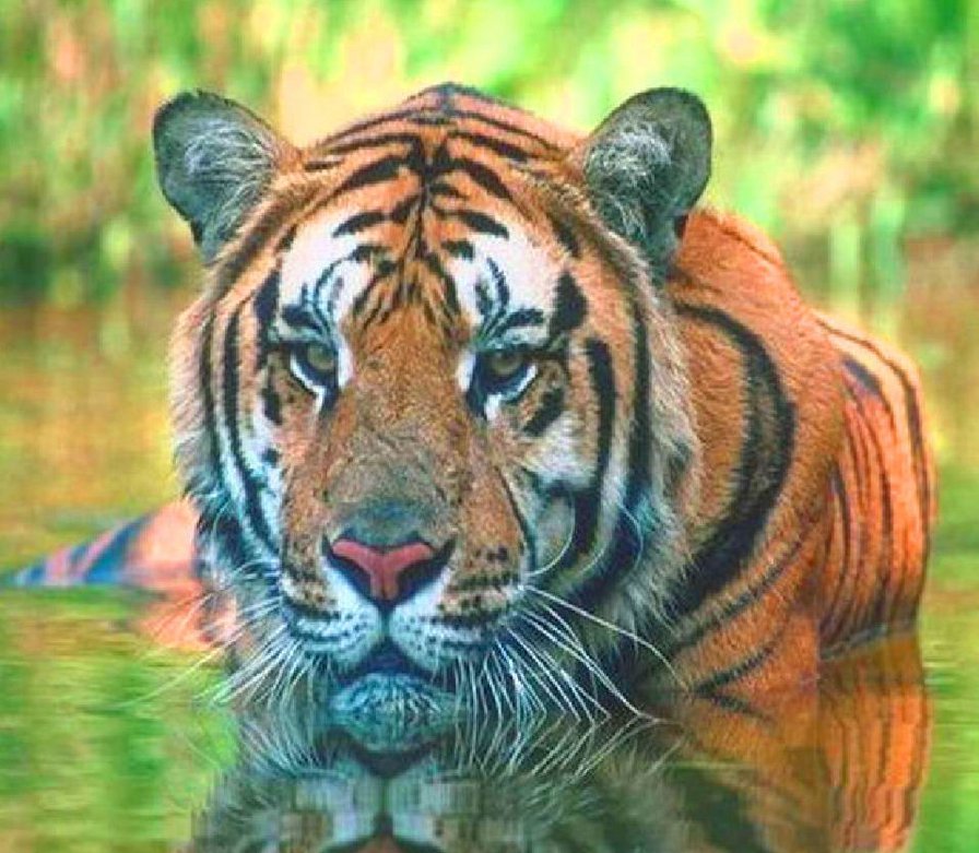 №134743 - большие, дикие кошки, хищники, хищные животные, тигры, тигр - оригинал