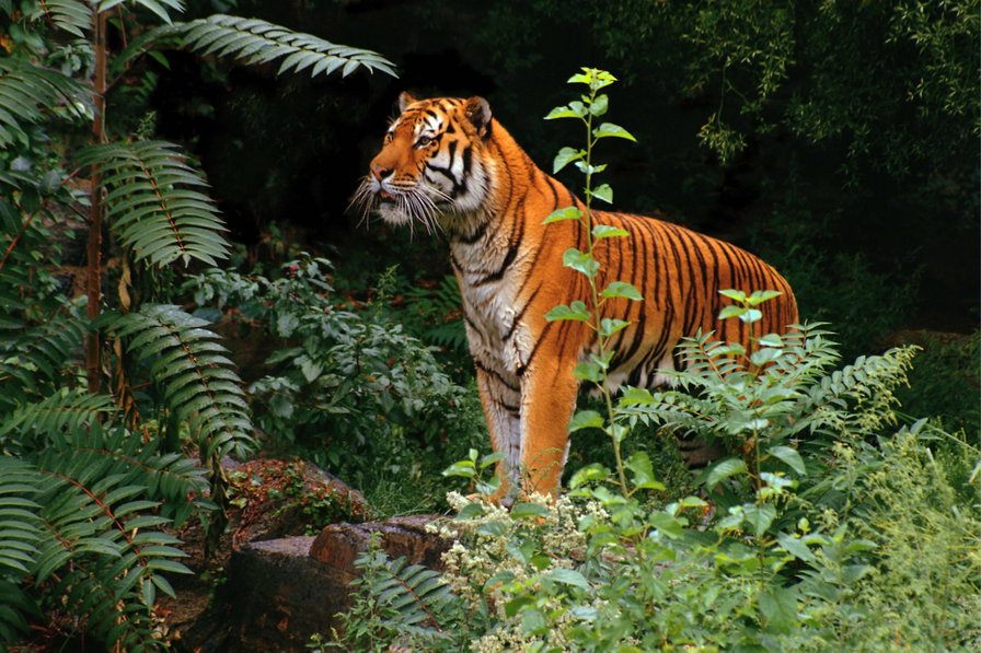 Тигр в зелени - тигр, животные, лес, природа - оригинал