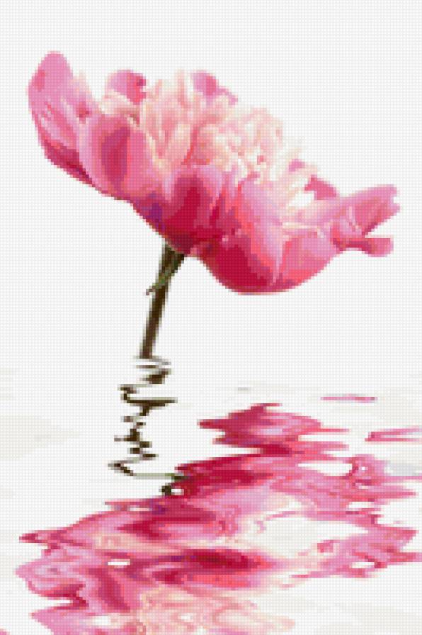 Цветок в воде - цветок, природа - предпросмотр