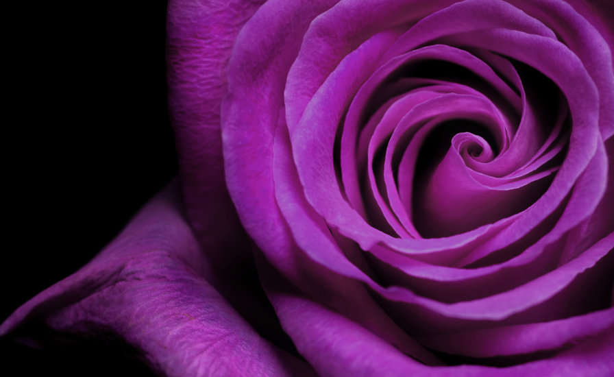 Бархатная роза - цветок, роза, природа - оригинал