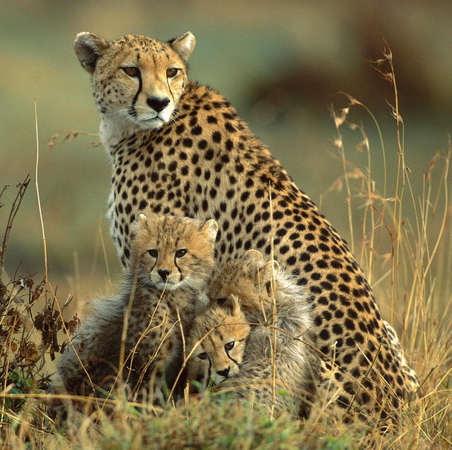 №135757 - леопард, семья, гепард - оригинал