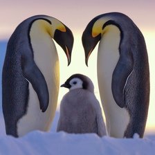 Оригинал схемы вышивки «Семья пингвинов» (№135806)