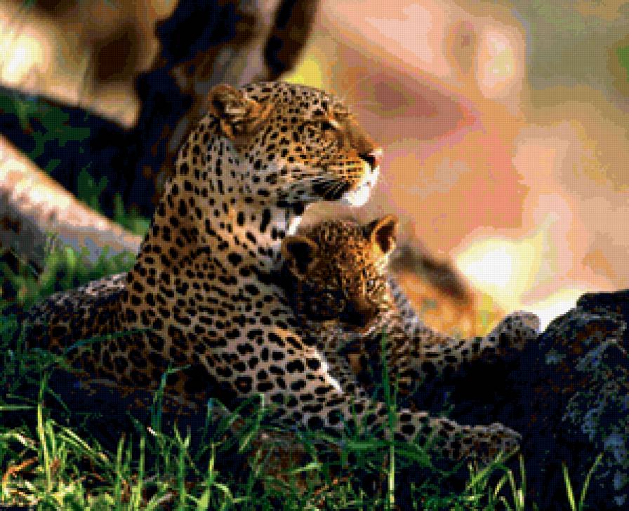 №135841 - леопард, семья, гепард - предпросмотр
