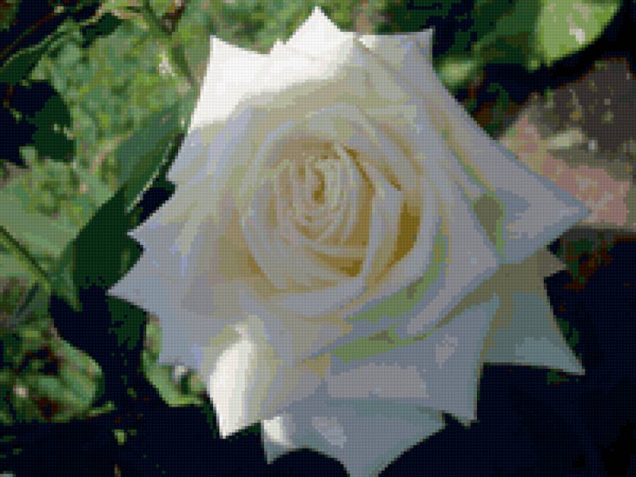 белые розы - предпросмотр