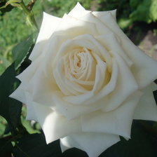 Оригинал схемы вышивки «белые розы» (№136163)