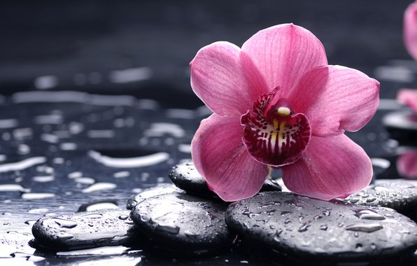 орхидея на камнях - цветы - оригинал