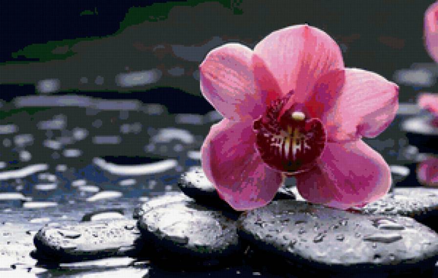 орхидея на камнях - цветы - предпросмотр