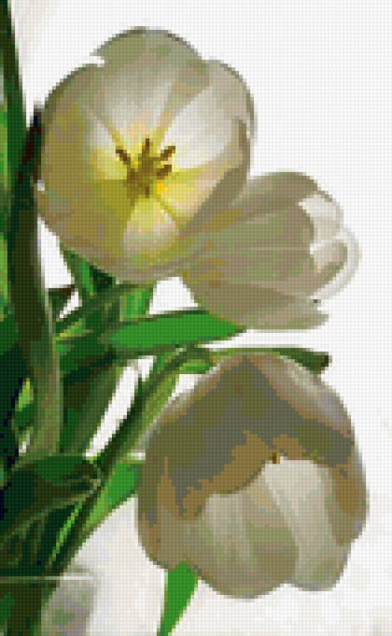 белые тюльпаны - цветы - предпросмотр