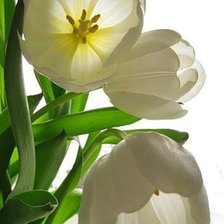 Оригинал схемы вышивки «белые тюльпаны» (№136473)