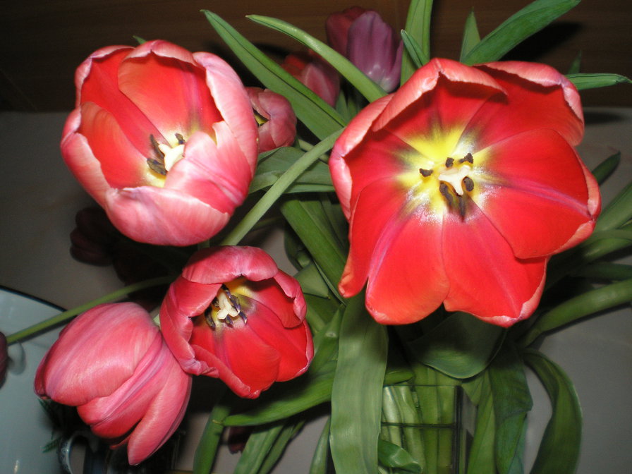 букет тюльпанов - весна, красный цветок, букет, цветы, тюльпаны - оригинал
