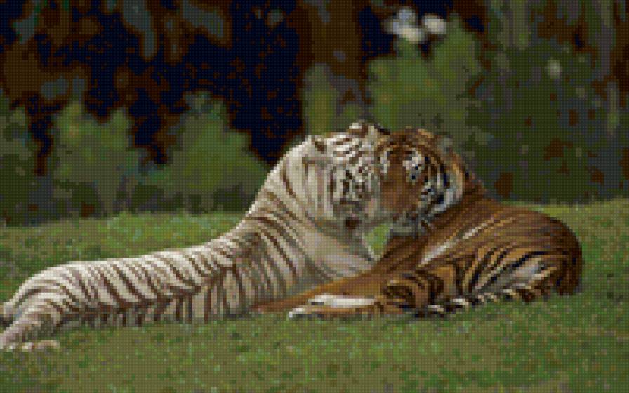 Нежность - тигры, любовь, животные - предпросмотр