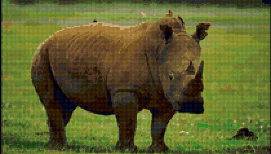 носорог 6 - предпросмотр