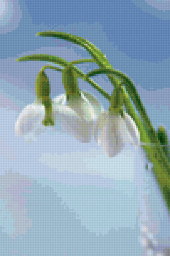 подснежники - цветы - предпросмотр