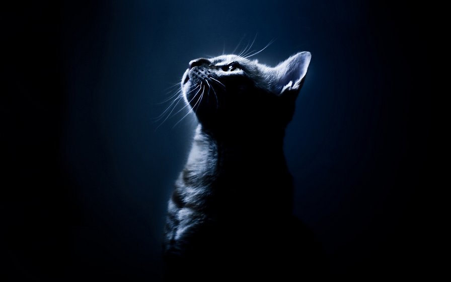 Кошка в ночи - кошка, ночь - оригинал