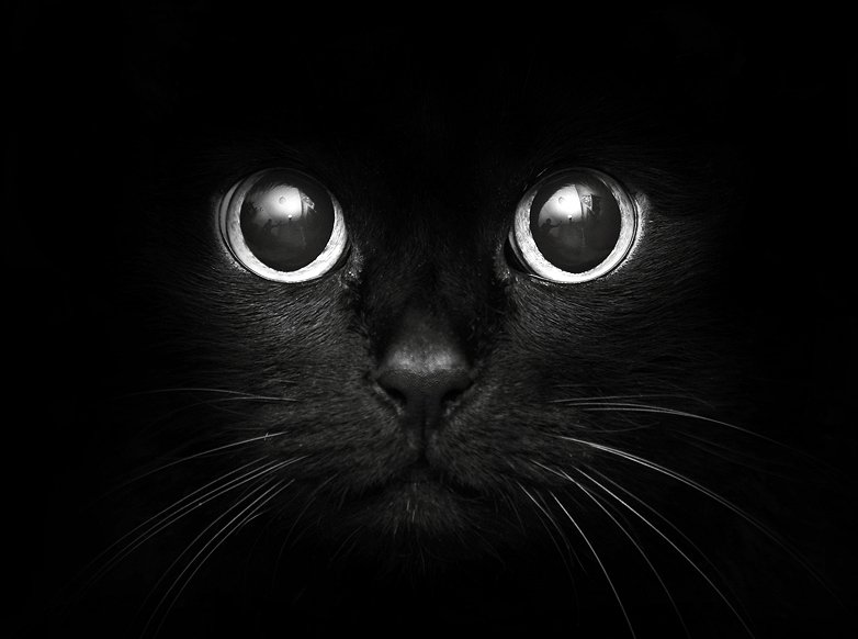 №137180 - кот, киса, черный кот - оригинал
