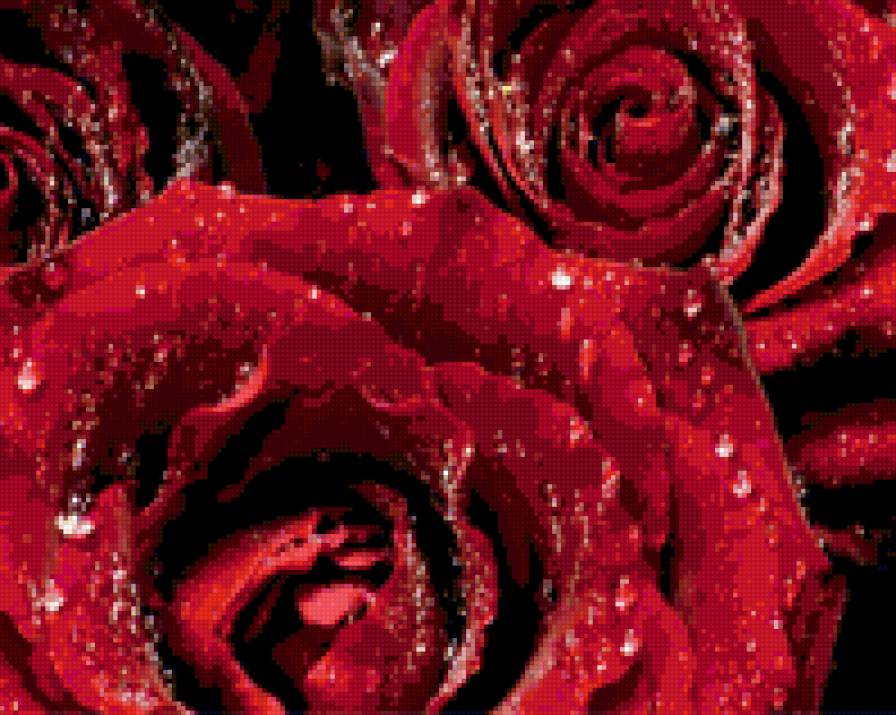 Красные розы - предпросмотр