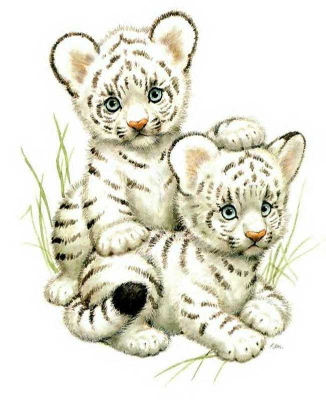 Детские картинки "Два тигрёнка" - детская картинка, тигрята - оригинал