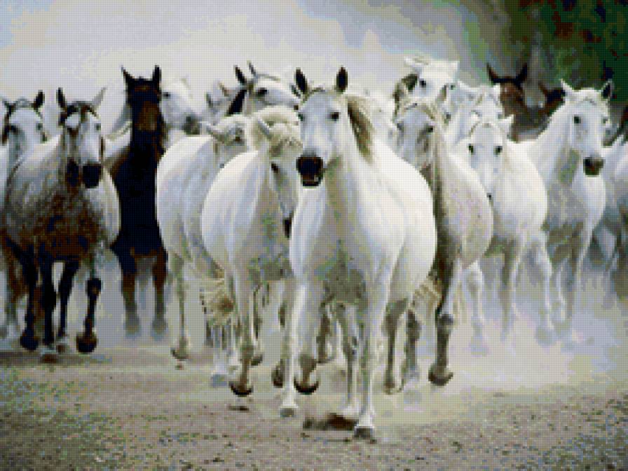№137260 - лошади, кони - предпросмотр