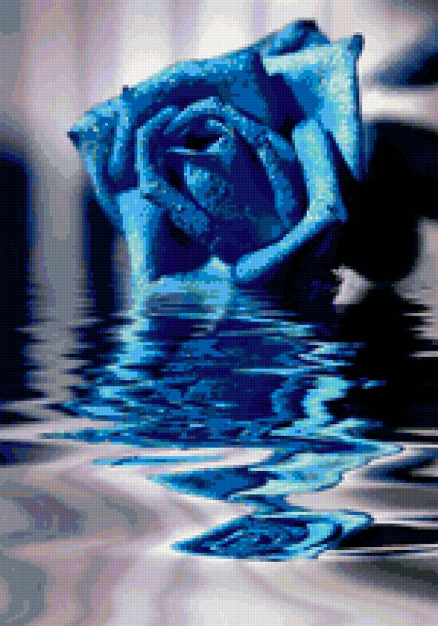 синяя роза - предпросмотр