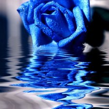 Оригинал схемы вышивки «синяя роза» (№137261)