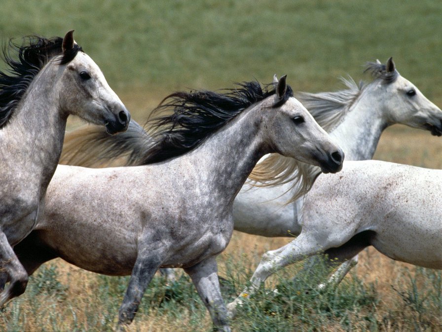№137291 - кони, лошади - оригинал