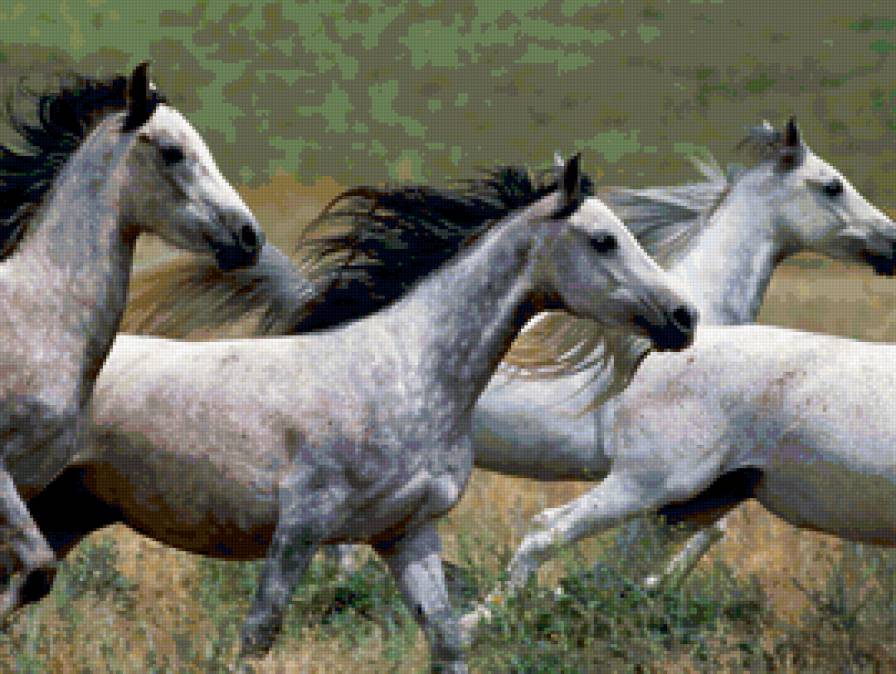 №137291 - лошади, кони - предпросмотр